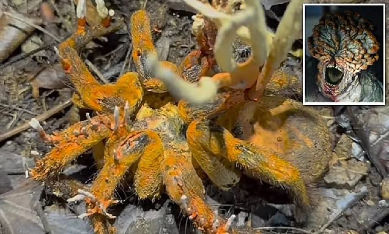 The Last of Us'a konu olan zombi mantarı, tarantulayı ele geçirdi! Kabus gibi görüntü kameraya yansıdı