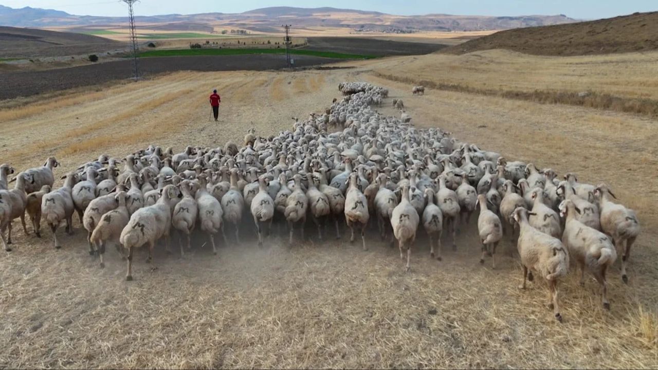 Besicilerin çoban isyanı! Maaş ve konaklama yetmiyor, 30 GB internet de istiyorlar