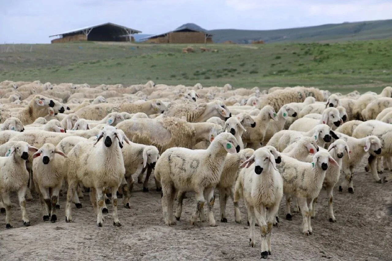 Besicilerin çoban isyanı! Maaş ve konaklama yetmiyor, 30 GB internet de istiyorlar - 2. Resim