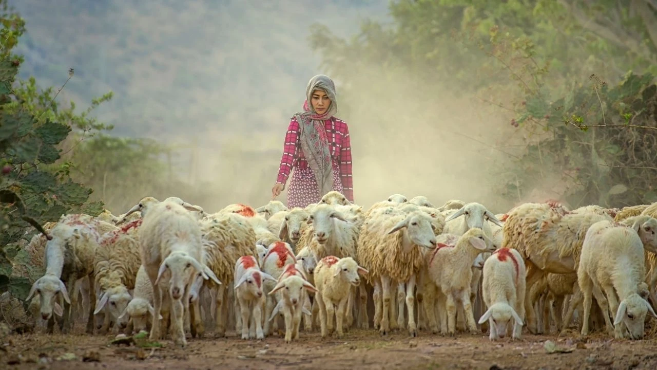 Çoban desteği başvuruları 2 Eylül'de başlıyor! Türkiye'de ilk kez uygulanacak - 2. Resim