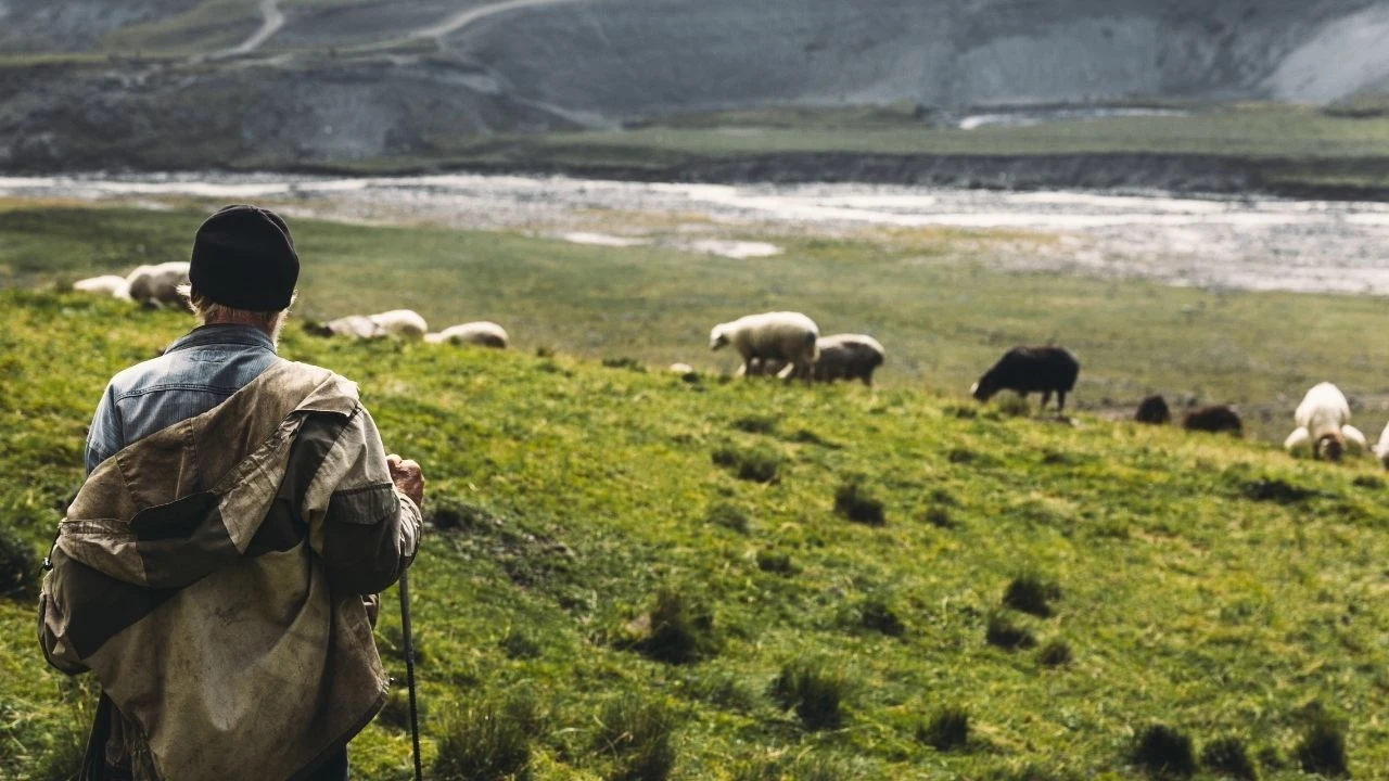 Çoban desteği başvuruları 2 Eylül'de başlıyor! Türkiye'de ilk kez uygulanacak - 1. Resim