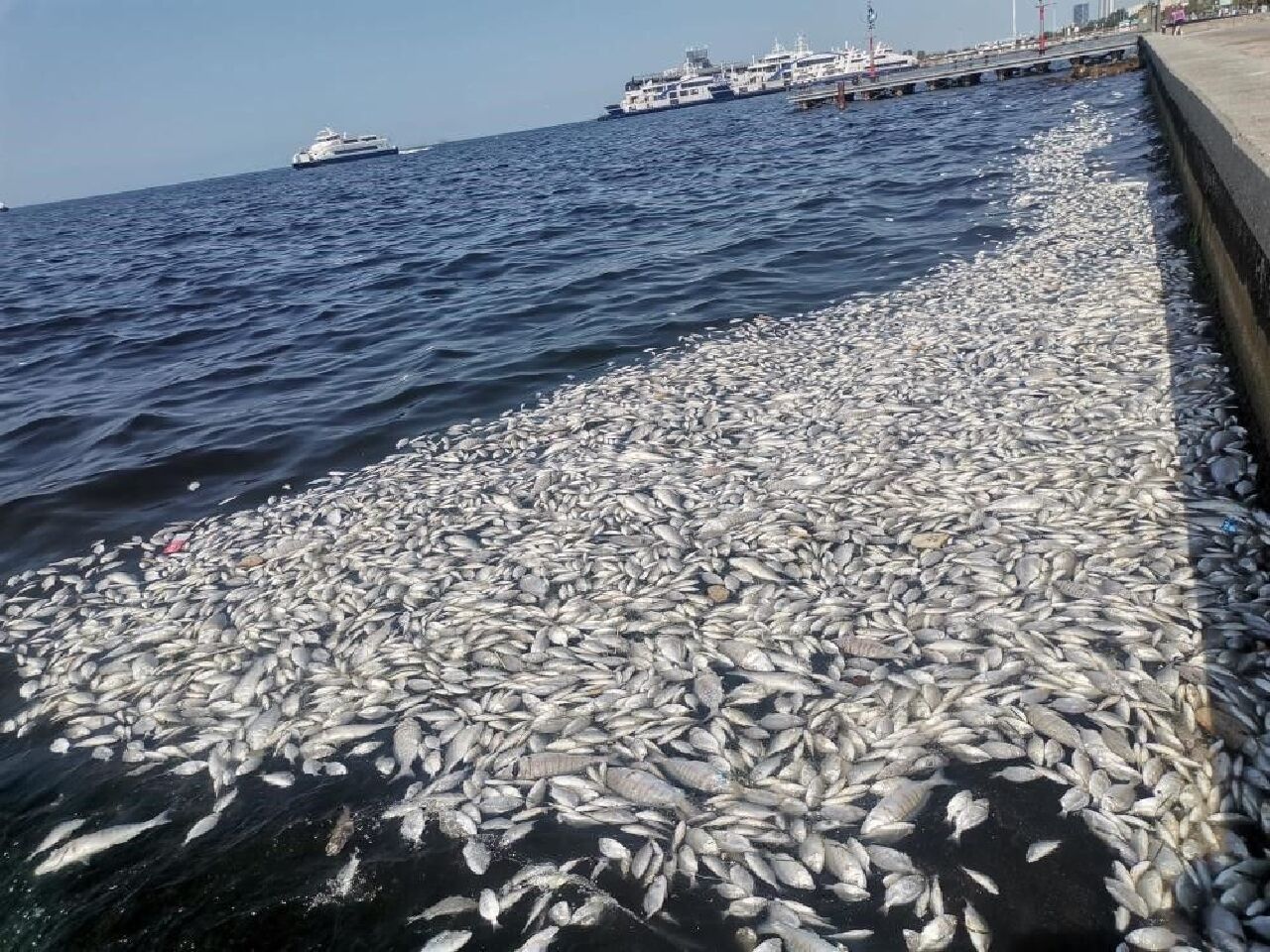 İzmir Körfezi'ndeki balık ölümlerinde büyük tehlike! Zehirli toksinler insana geçiyor - 3. Resim