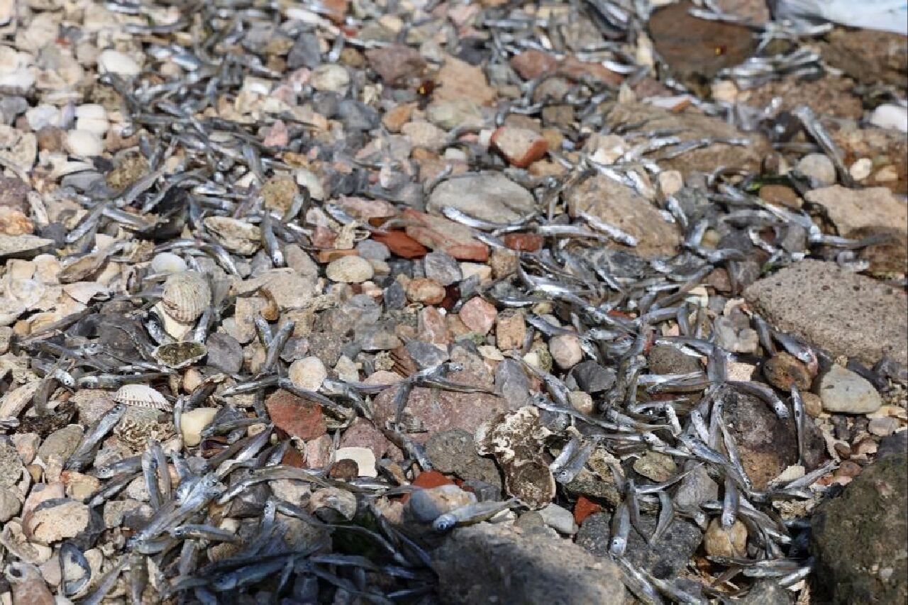 İzmir Körfezi'ndeki balık ölümlerinde büyük tehlike! Zehirli toksinler insana geçiyor - 4. Resim