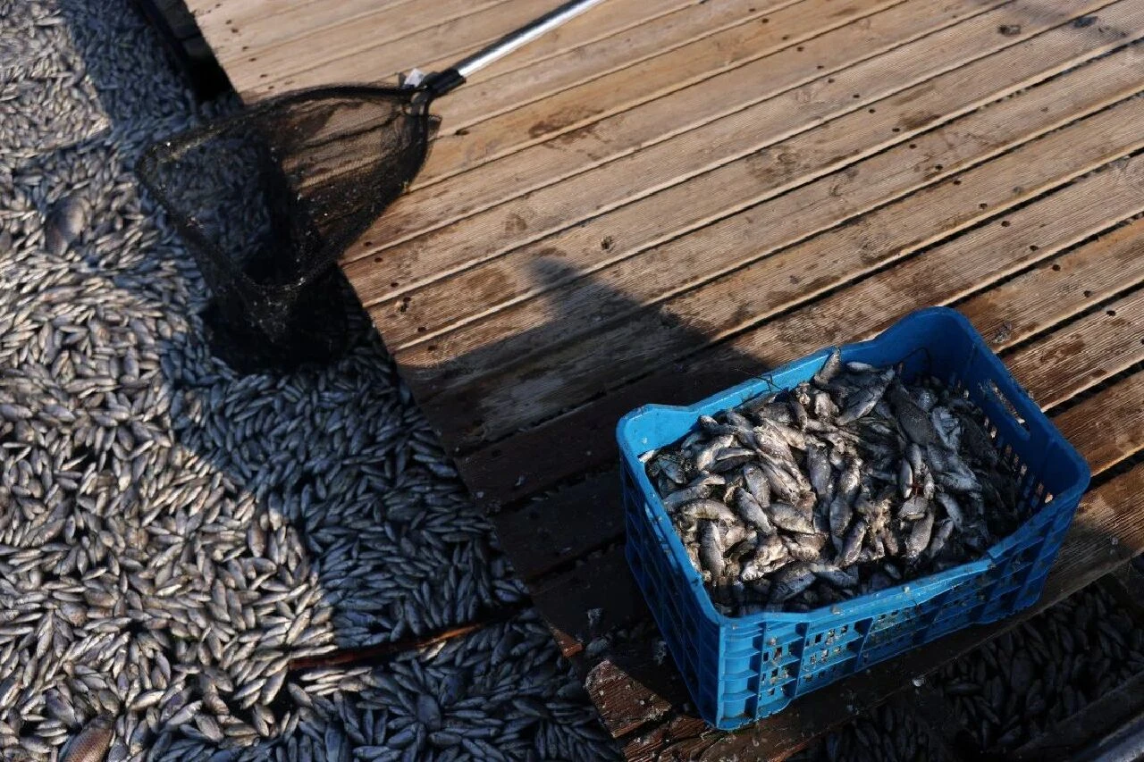 Yunanistan'da korkutan manzara! 100 tondan fazla balık kıyıya vurdu, turizm baltalandı