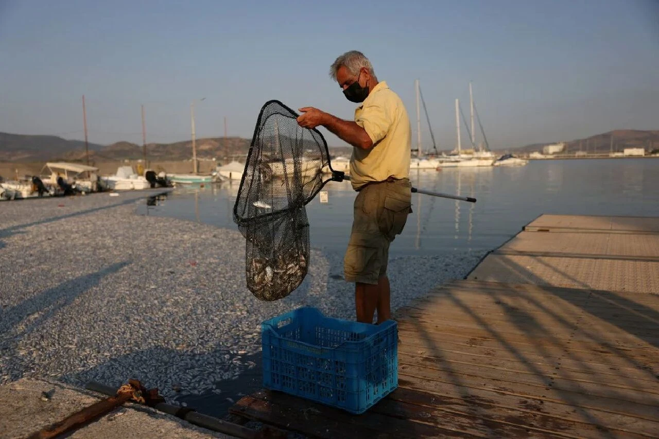 Yunanistan'da korkutan manzara! 100 tondan fazla balık kıyıya vurdu, turizm baltalandı