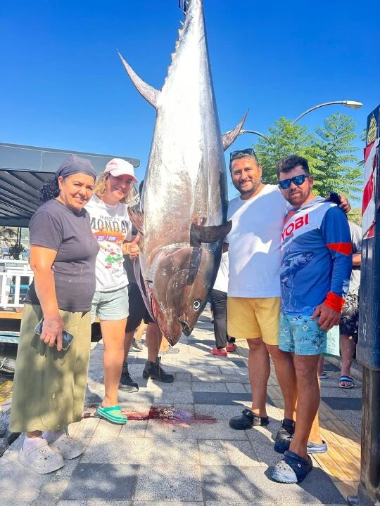 Bodrum'da 316 kiloluk dev orkinos yakalandı! Balık vatandaşlara dağıtıldı