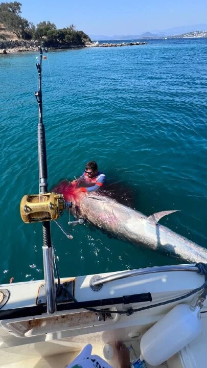 Bodrum'da 316 kiloluk dev orkinos yakalandı! Balık vatandaşlara dağıtıldı