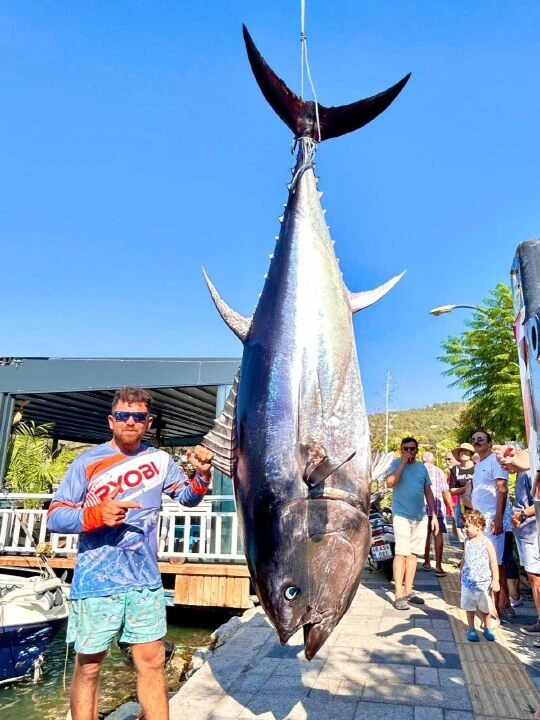 Bodrum'da 316 kiloluk dev orkinos yakalandı! Balık vatandaşlara dağıtıldı