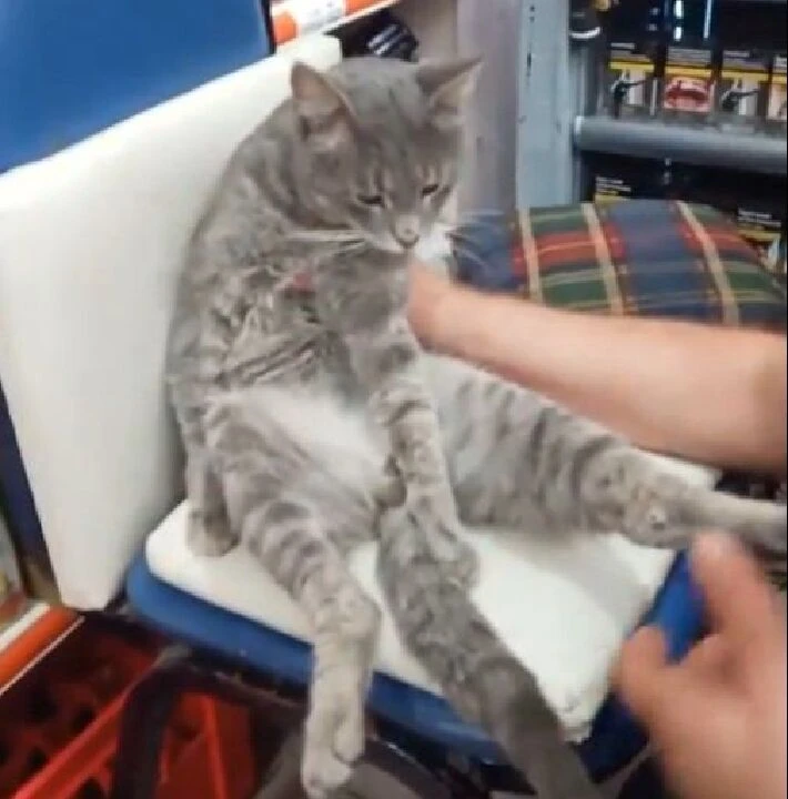 Bir kilo balı yiyen kedi fenalık geçirdi! Son hali görüntülendi - 1. Resim