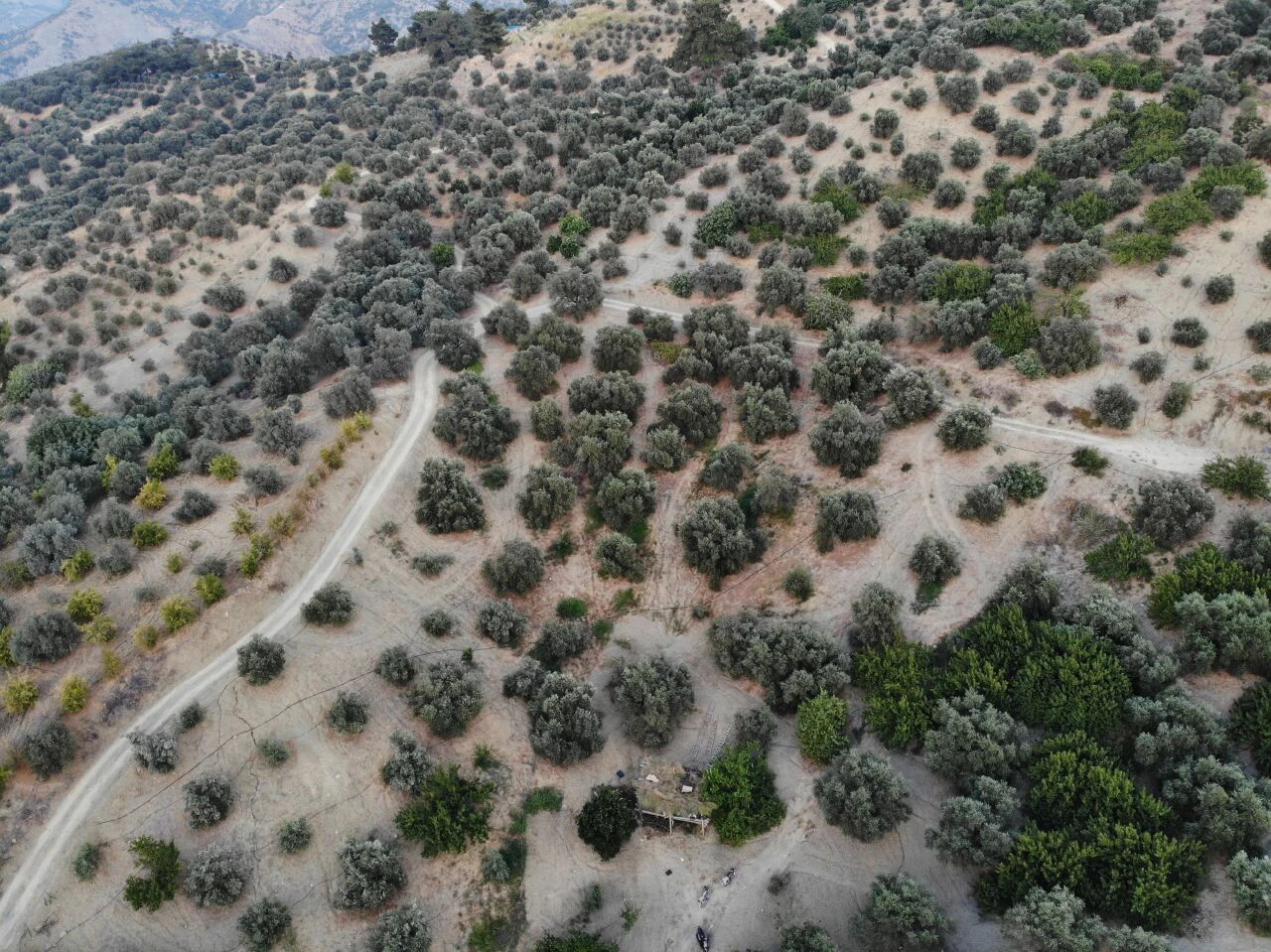 Günlük 1000 TL yevmiye ile çalışıyorlar! Kilosu 70 TL: "Çok memnunuz"