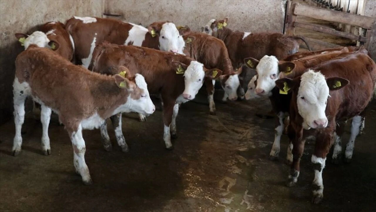 Bitlis'te şarbon hastalığı alarmı! Bölge karantinaya alındı, giriş çıkışlar yasaklandı - 1. Resim