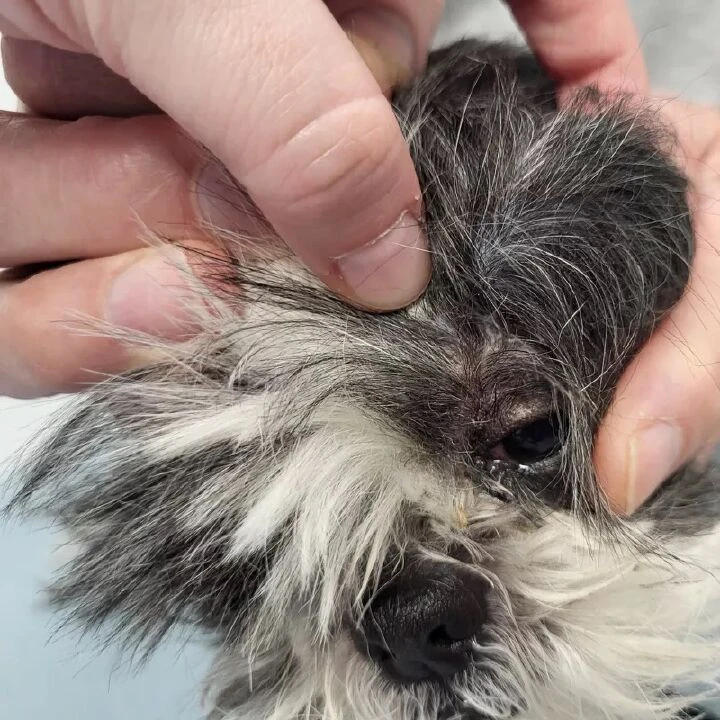 Nadir bir hastalığa yakalanmış, gözünde tümör oluşmuştu! Minik köpek, çığır açan yöntemle kurtuldu - 2. Resim