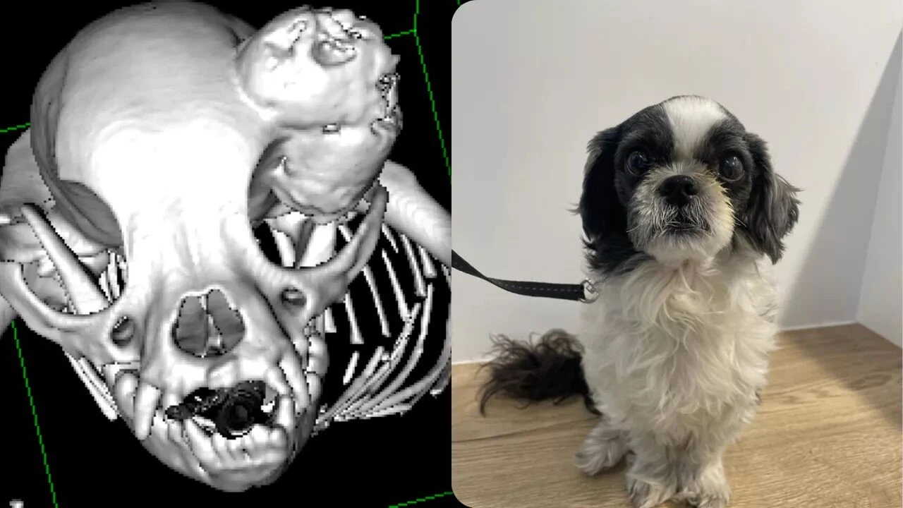 Nadir bir hastalığa yakalanmış, gözünde tümör oluşmuştu! Minik köpek, çığır açan yöntemle kurtuldu - 1. Resim