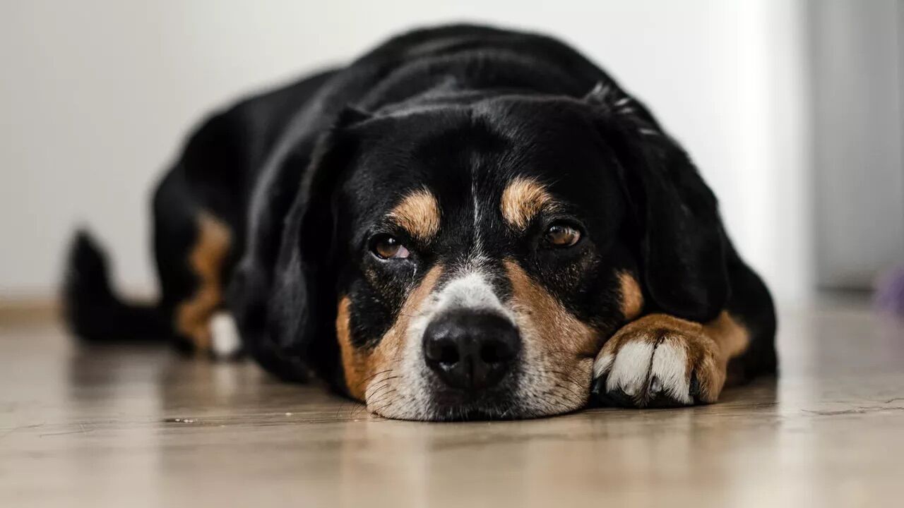 Nadir bir hastalığa yakalanmış, gözünde tümör oluşmuştu! Minik köpek, çığır açan yöntemle kurtuldu