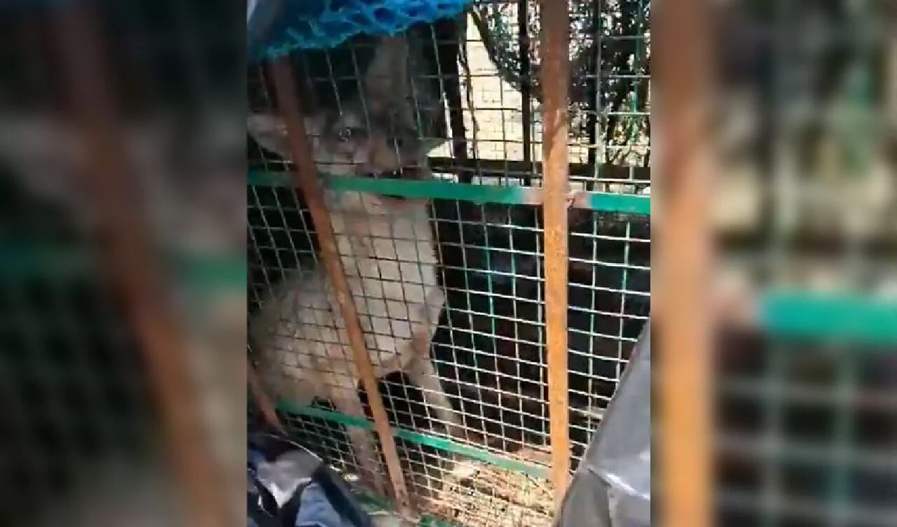 Geceleri dışarı çıkamaz oldular! Sürü halinde gezip saldırıyorlar: 49 günde 10 kişi öldü - 1. Resim