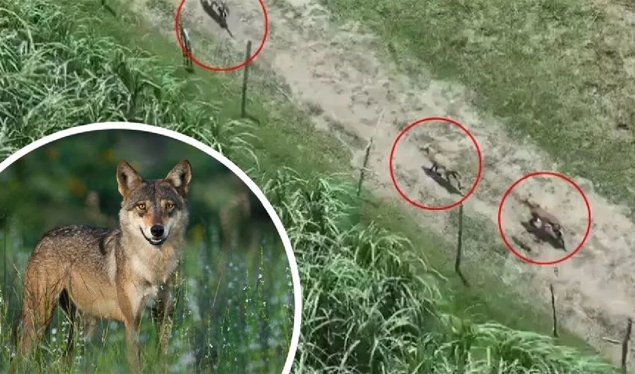 Geceleri dışarı çıkamaz oldular! Sürü halinde gezip saldırıyorlar: 49 günde 10 kişi öldü - 2. Resim