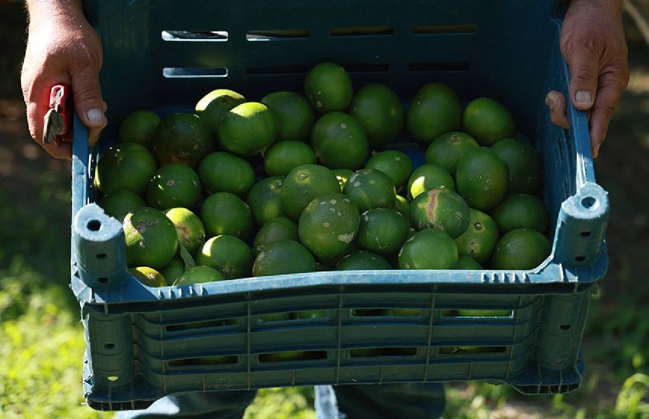 Günlük yevmiye bin TL oldu! Çalışacak işçi bulunmuyor