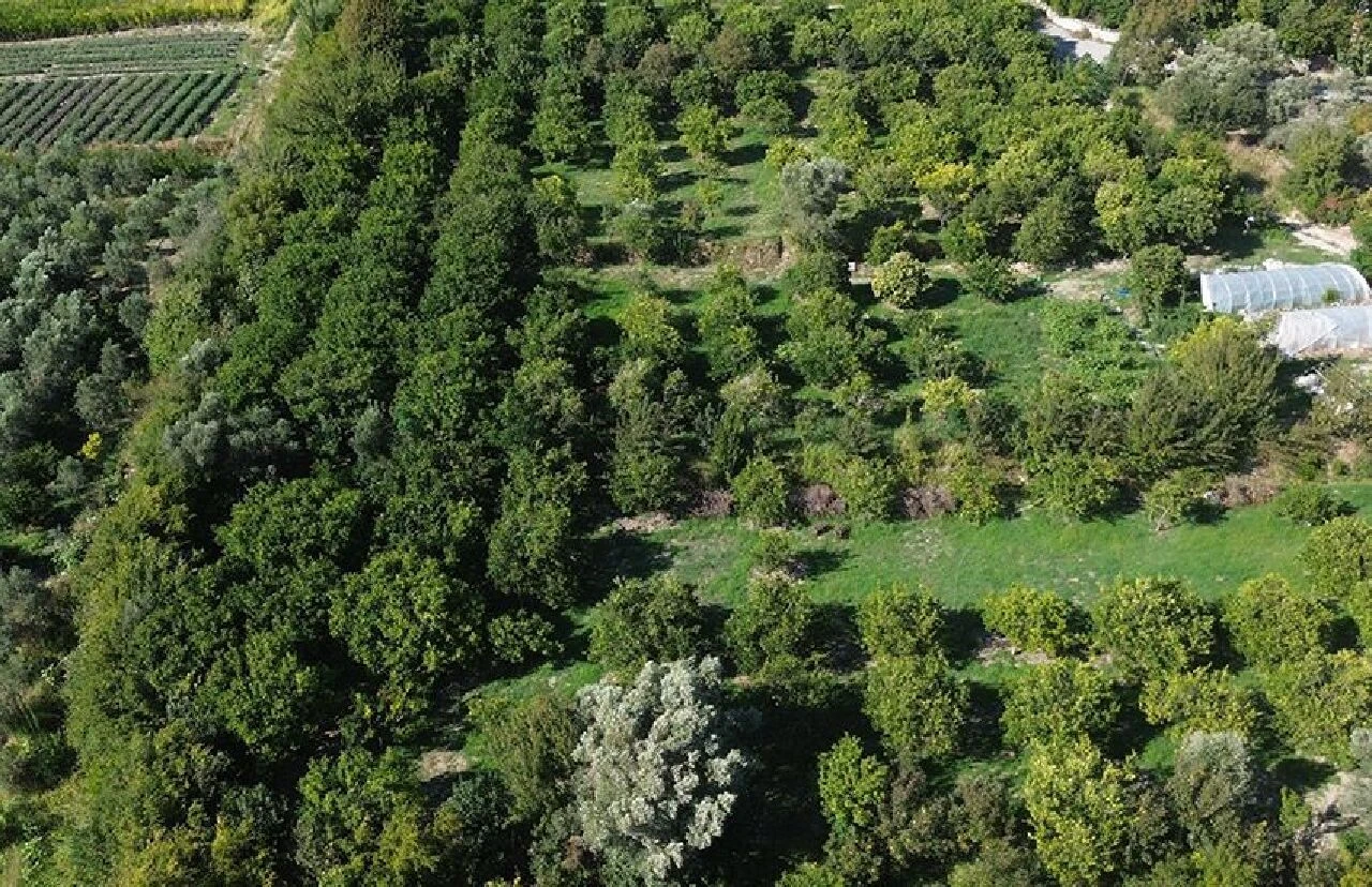 Günlük yevmiye bin TL oldu! Çalışacak işçi bulunmuyor