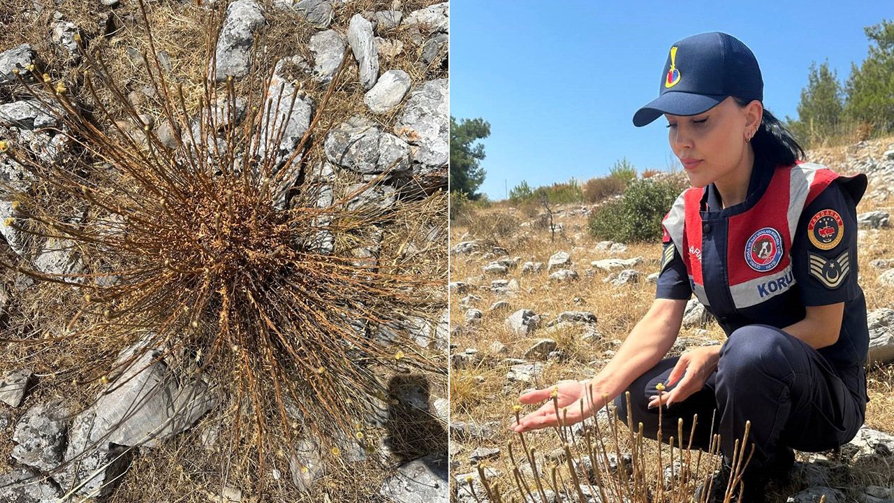 Kuşadası’nda sadece 11 tane kaldı! Koparana dudak uçuklatan ceza