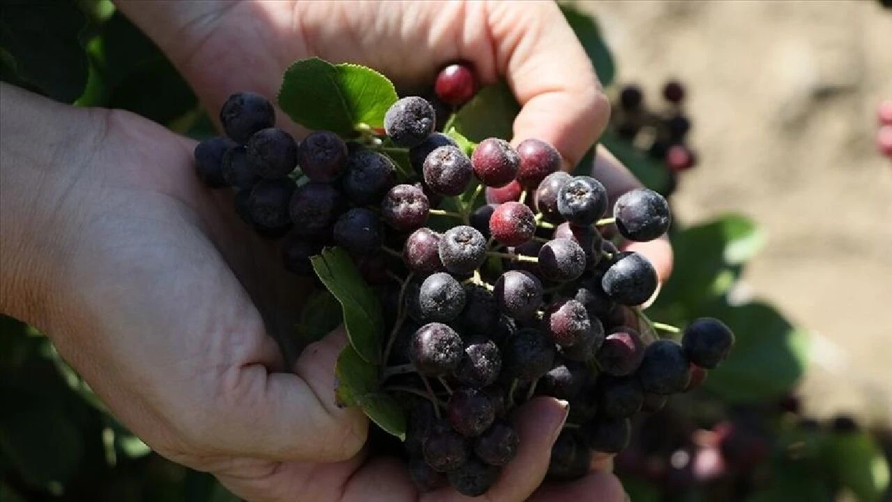 Süper meyve olarak tanınan Aronya birçok hastalığa şifa oluyor - 2. Resim