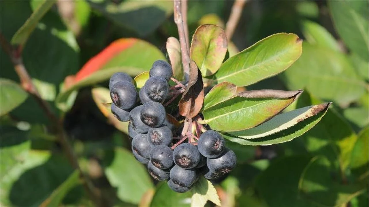 Süper meyve olarak tanınan Aronya birçok hastalığa şifa oluyor - 1. Resim