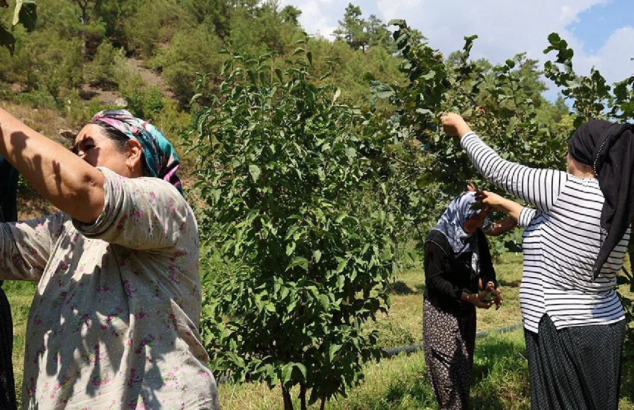 Adana fındık üretiminde iddialı! Karadeniz’den fidesini getirdi, şimdi hasat ediyor