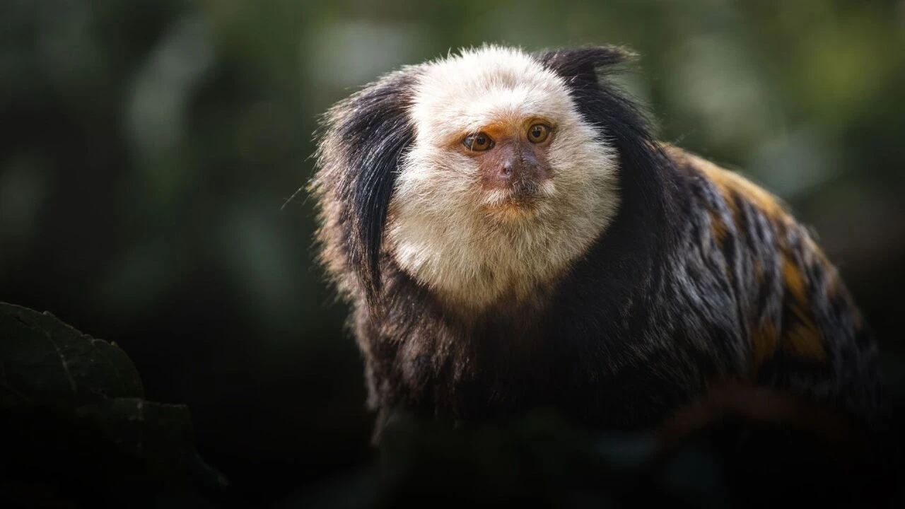 Marmoset maymunu ısırdı, hayatından oldu! Haftalarca mücadele verse de kurtulamadı