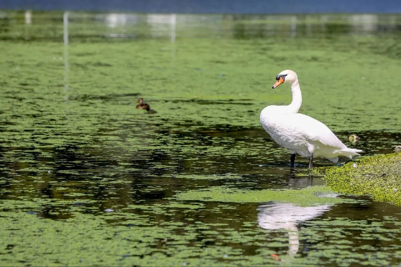 Nehir yeşile boyandı herkes 'neden bir çim sahaya benzediğini' merak etti! Gerçeği uzmanlar açıkladı - 6. Resim