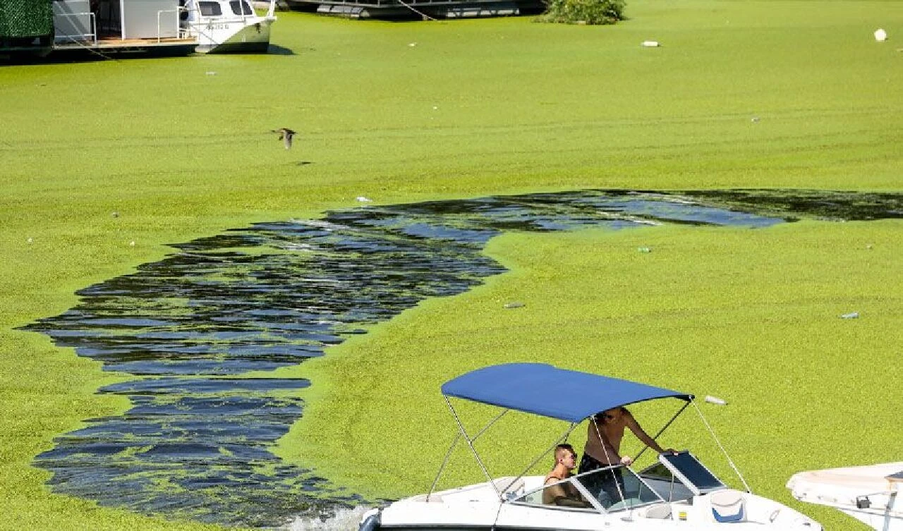 Nehir yeşile boyandı herkes 'neden bir çim sahaya benzediğini' merak etti! Gerçeği uzmanlar açıkladı - 8. Resim