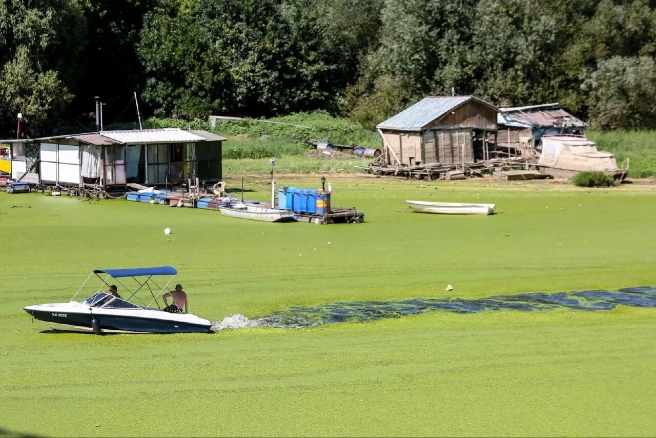 Nehir yeşile boyandı herkes 'neden bir çim sahaya benzediğini' merak etti! Gerçeği uzmanlar açıkladı - 2. Resim