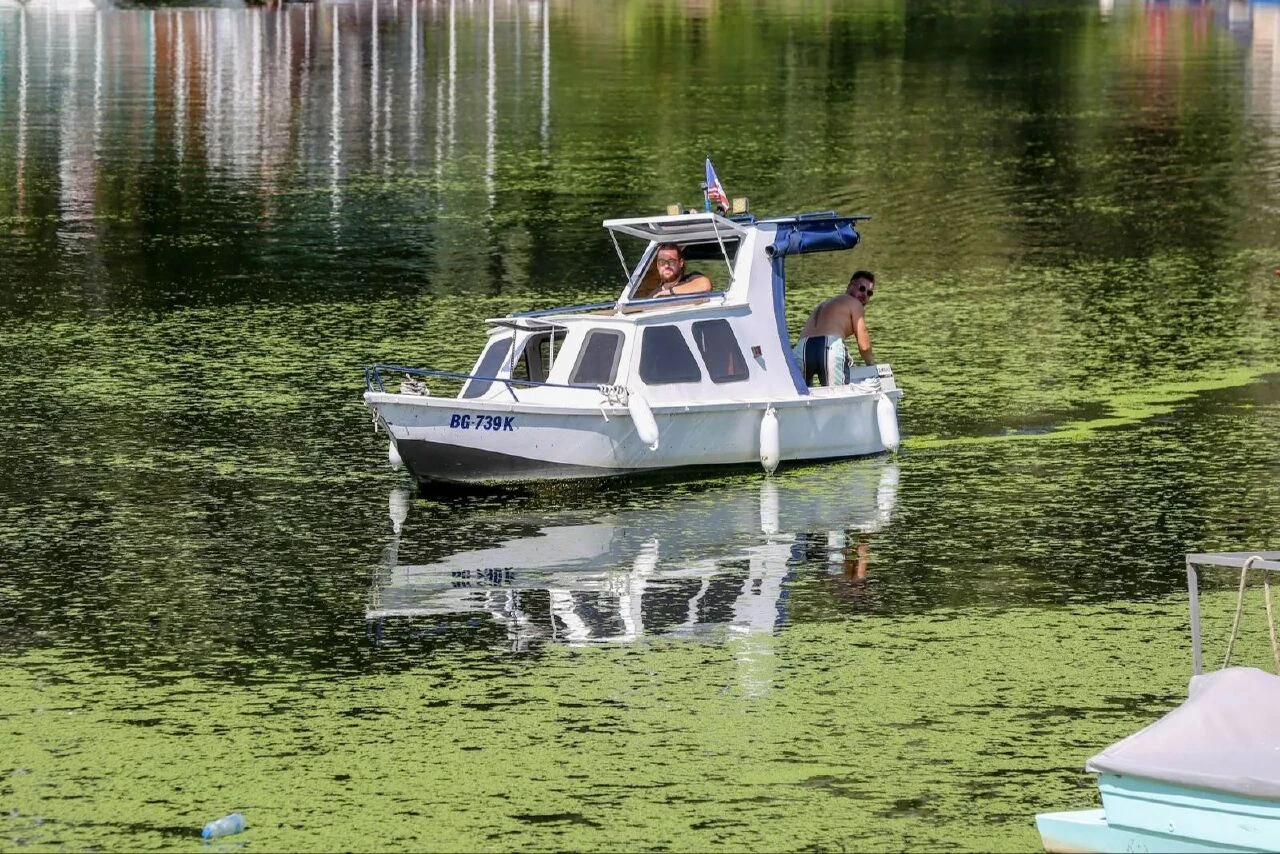 Nehir yeşile boyandı herkes 'neden bir çim sahaya benzediğini' merak etti! Gerçeği uzmanlar açıkladı - 5. Resim