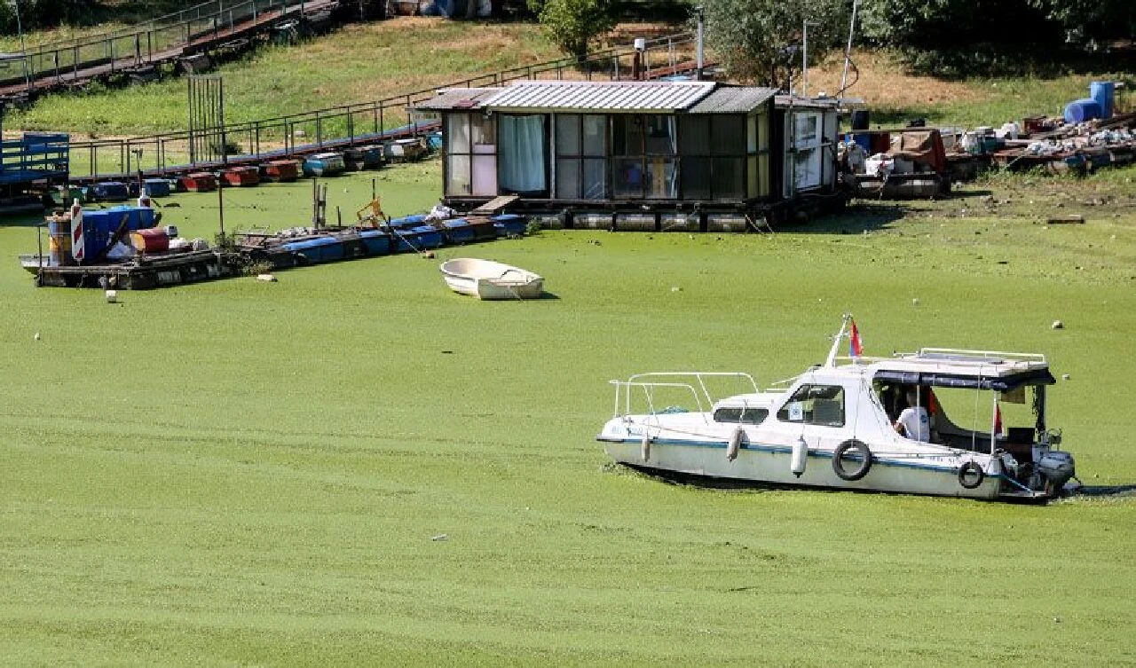 Nehir yeşile boyandı herkes 'neden bir çim sahaya benzediğini' merak etti! Gerçeği uzmanlar açıkladı - 7. Resim