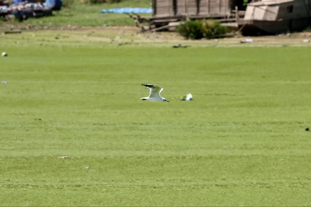 Nehir yeşile boyandı herkes 'neden bir çim sahaya benzediğini' merak etti! Gerçeği uzmanlar açıkladı - 1. Resim