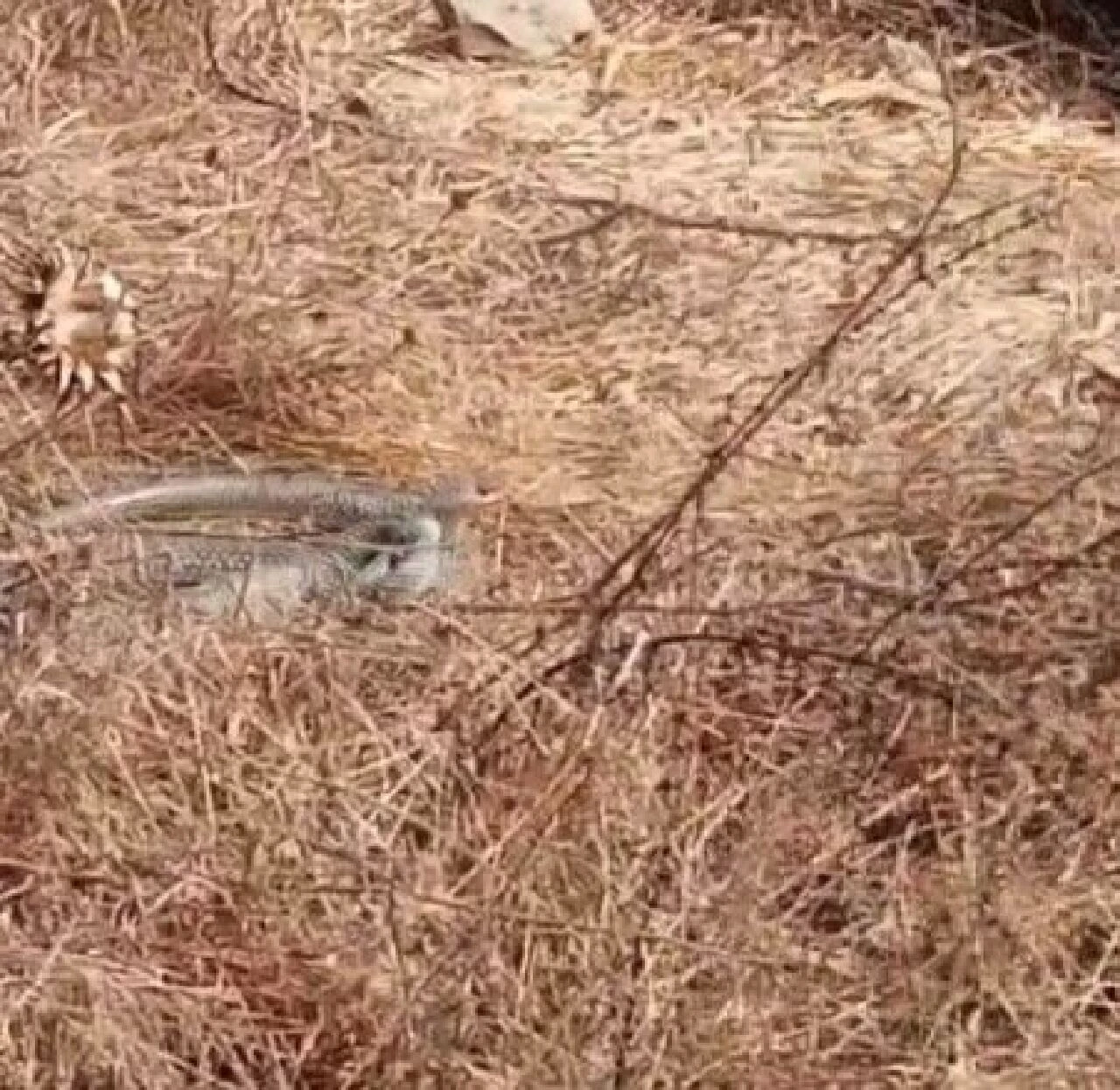 Sadece görüntülemek istemişti! Yılan bir anda hamle yaptı, hayatının şokunu yaşadı