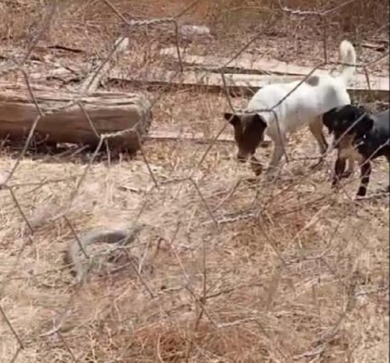 Sadece görüntülemek istemişti! Yılan bir anda hamle yaptı, hayatının şokunu yaşadı