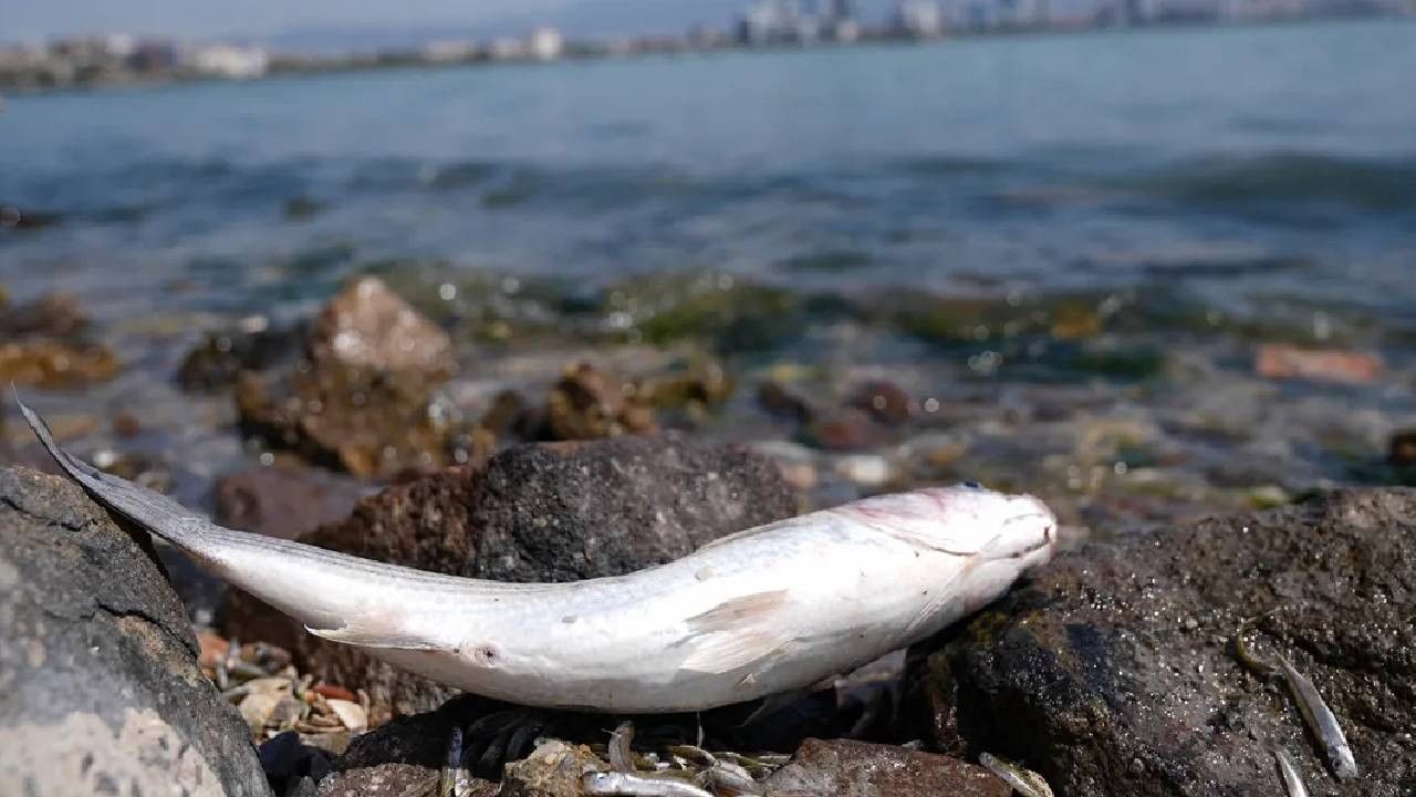 İzmir Körfezi'ndeki kirlilik felaketi için bakanlık harekete geçti! 'Hali içler acısı, sorumlular hesap verecek' - 3. Resim