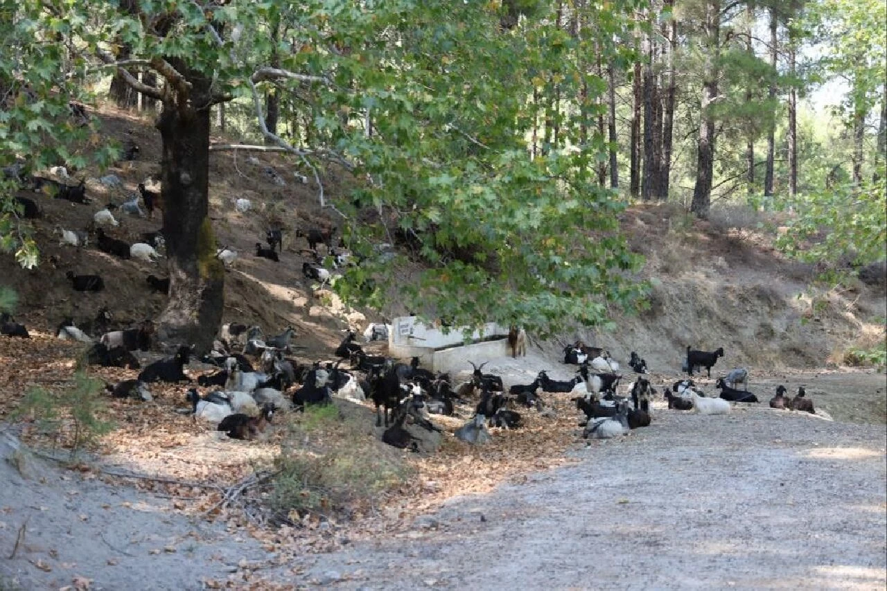 Ne internete ne de cep telefonuna gerek var! Sadece keçilerin hareketlerini izledi, meteoroloji uzmanı oldu - 2. Resim