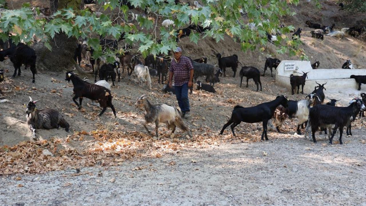 Ne internete ne de cep telefonuna gerek var! Sadece keçilerin hareketlerini izledi, meteoroloji uzmanı oldu