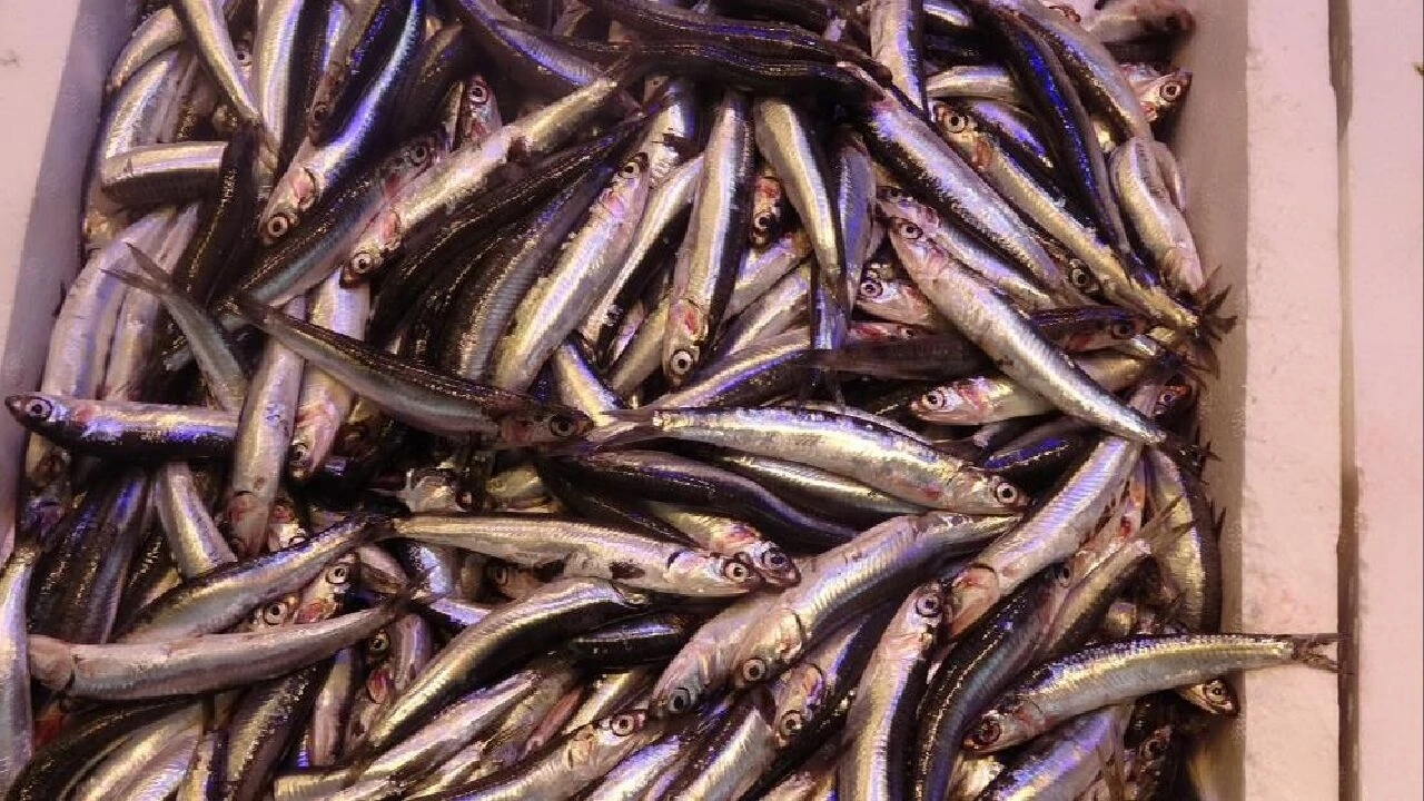 Yıllar sonra bir ilk! Hamsinin fiyatı belli oldu - 1. Resim