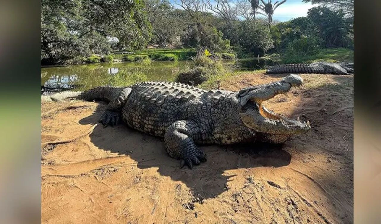 Bir aileyi yok eden dünyanın en yaşlı timsahı görüntülendi: Ağırlığı 700 kilodan fazla, boyu metrelerce uzunlukta