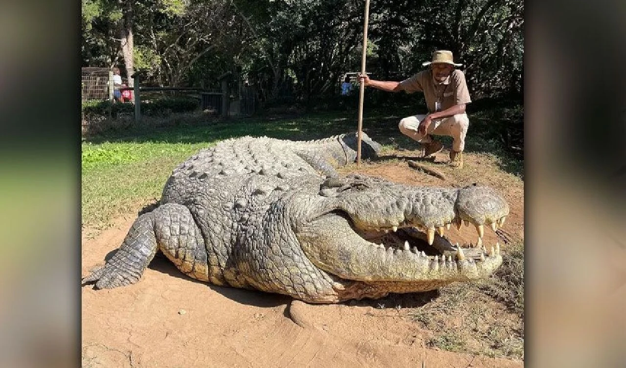 Bir aileyi yok eden dünyanın en yaşlı timsahı görüntülendi: Ağırlığı 700 kilodan fazla, boyu metrelerce uzunlukta