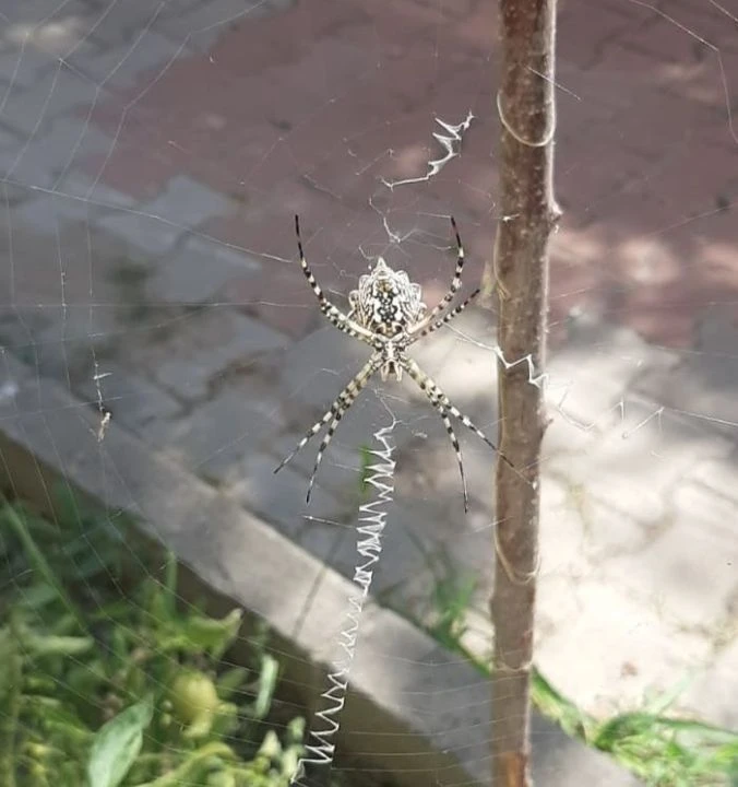 Zehirli örümcek Karabük'te görüldü! Ekipler harekete geçti - 1. Resim