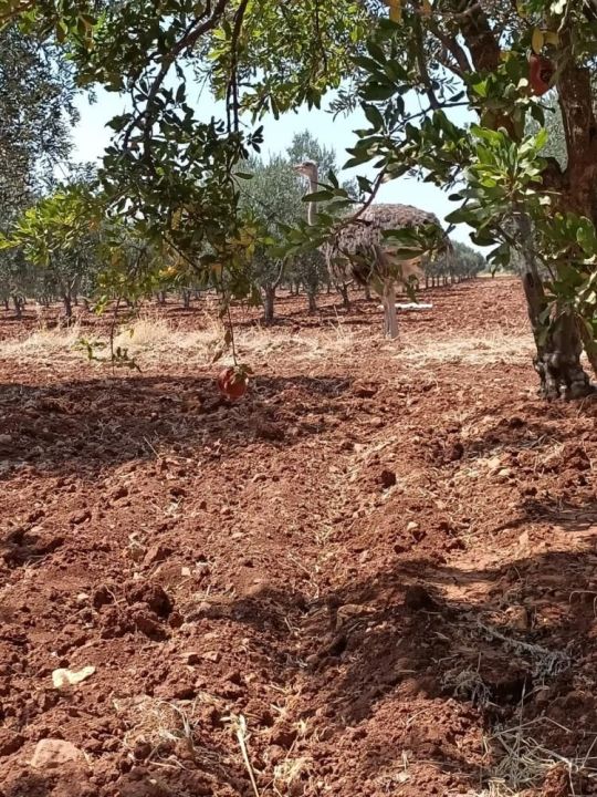 Kaçak deve kuşunun macerası Kilis sınırında bitti! - 1. Resim