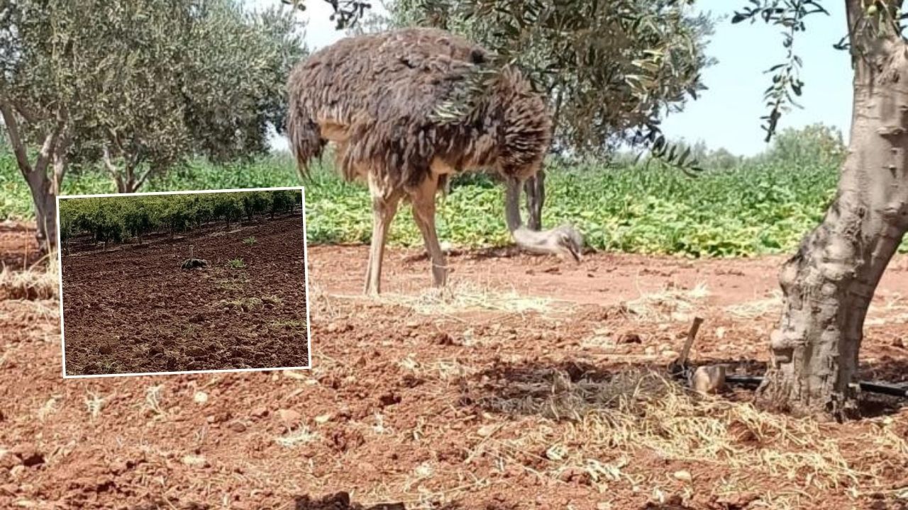 Kaçak deve kuşunun macerası Kilis sınırında bitti!