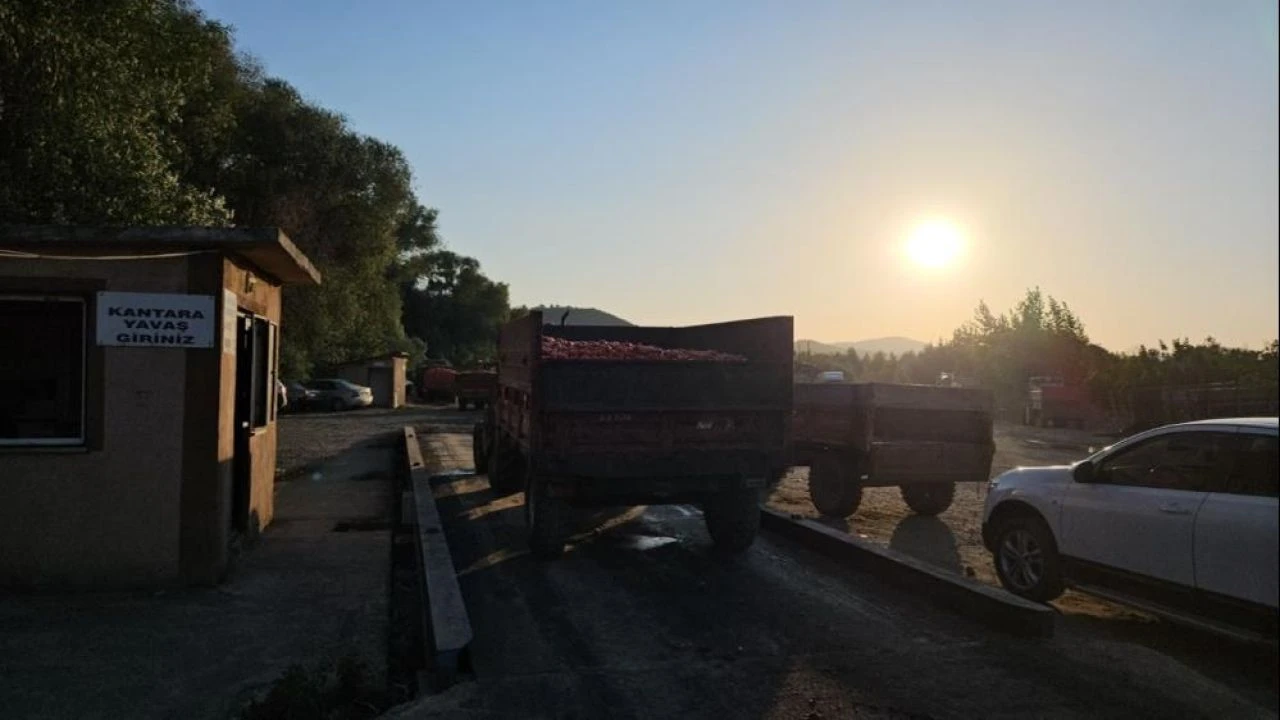 Balıkesir’in verimli topraklarında mahsul krizi: Domates çürüyor, üretici yıkılıyor! - 2. Resim