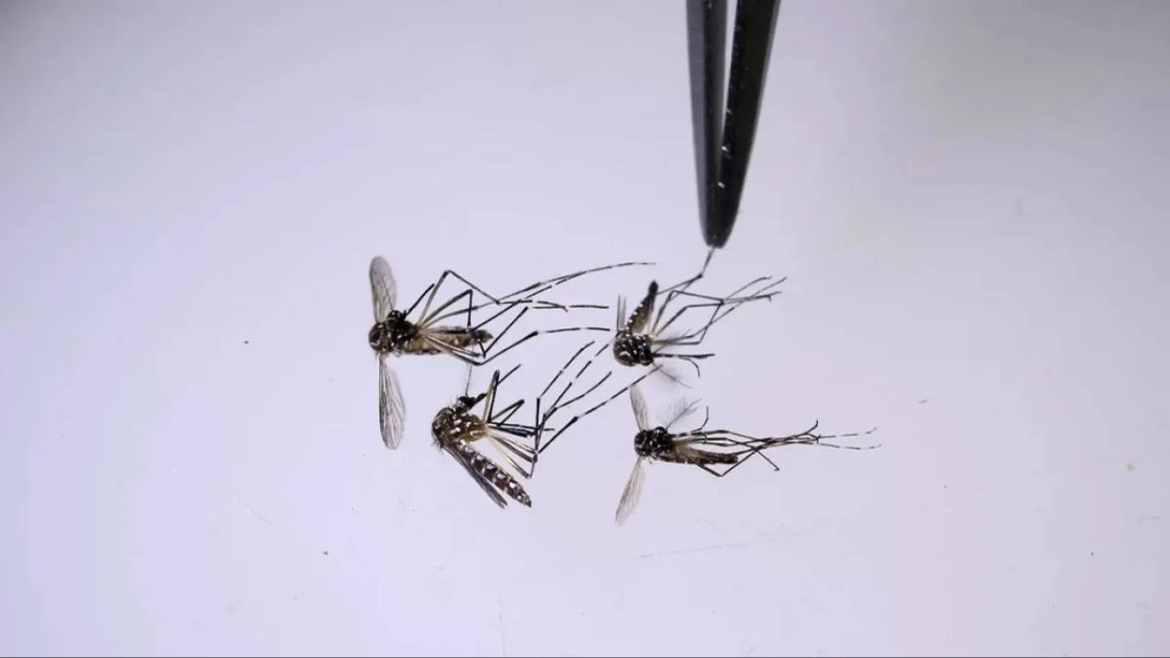 Son 24 saatte 463 vaka! Onlarca kişi hayatını kaybetti, eylül ise hastalığın artış ayı - 1. Resim