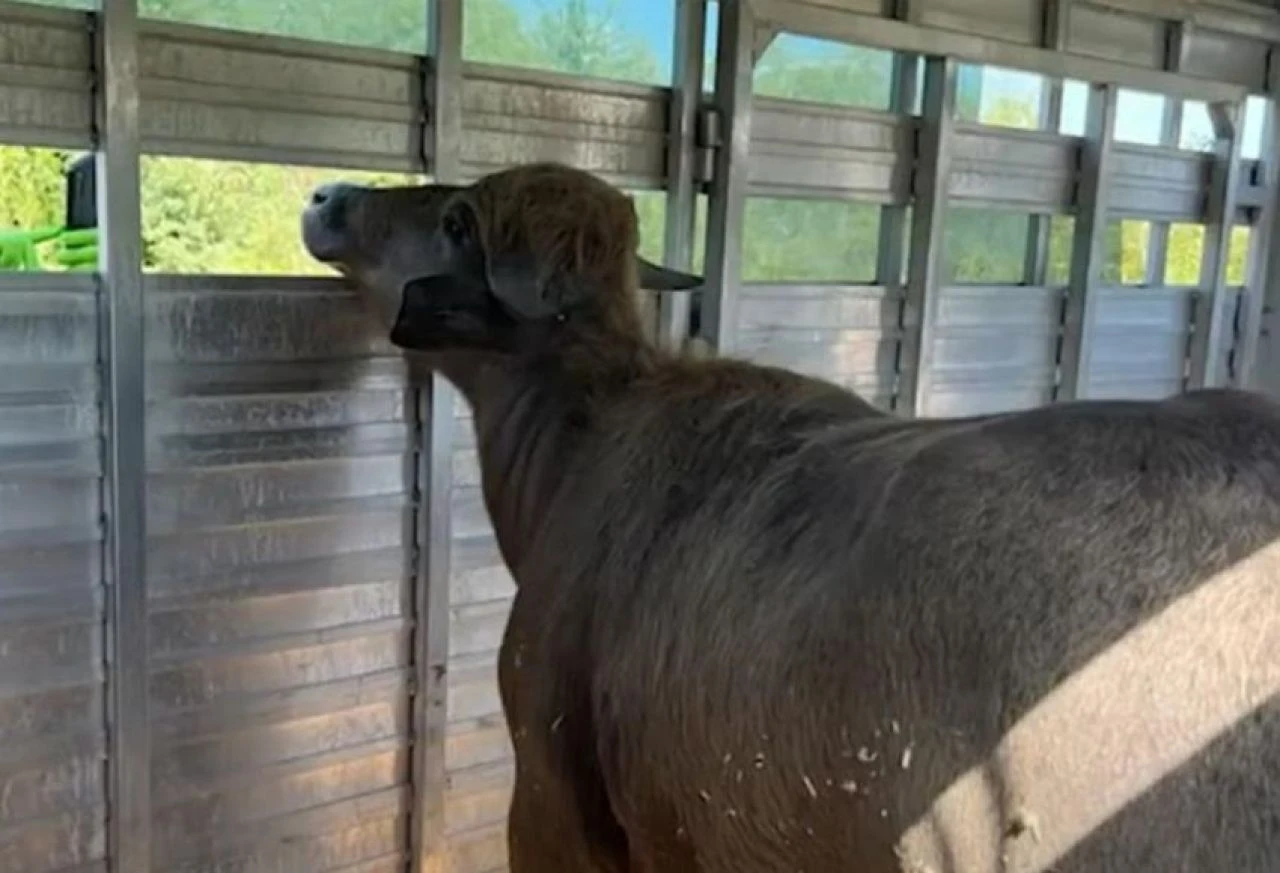 ABD'yi karıştıran çılgın manda halk kahramanı oldu! Kesimden kaçtı, yaralı halde polisi atlattı... - 3. Resim