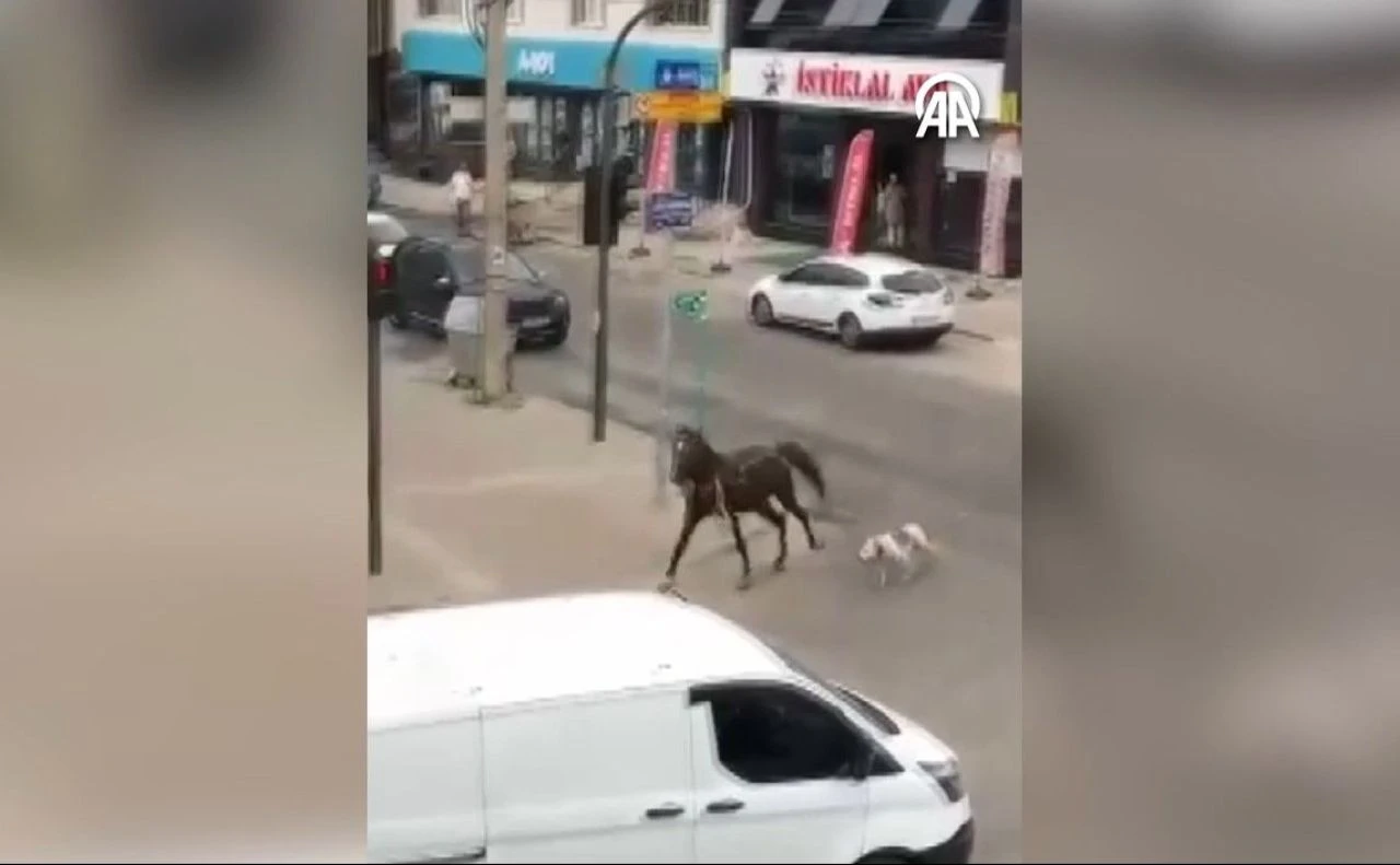 Cadde ortasında pitbull atı kovalayıp ısırdı! Görenler şaştı kaldı - 1. Resim