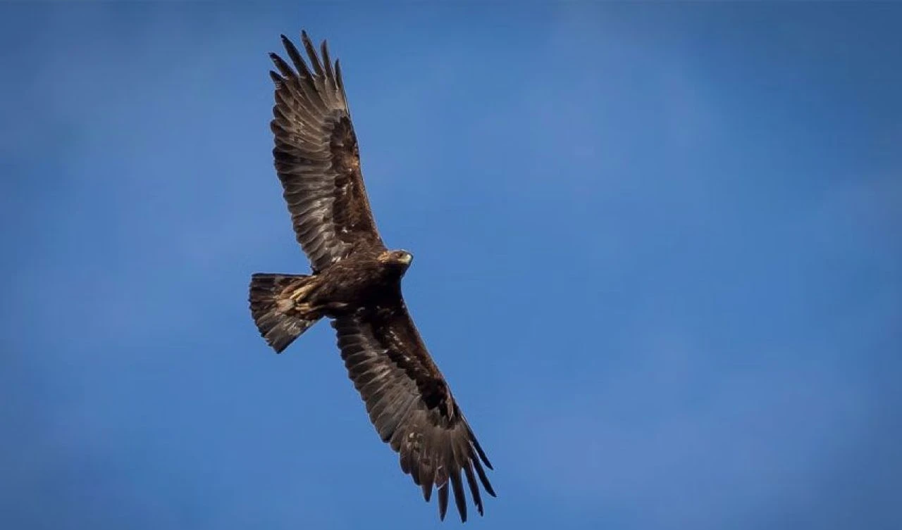 Norveç'te 'davranışsal bozukluk' sahibi kartal 1'i bebek 4 kişiye saldırdı! Kabusu yetkililer sonlandırdı