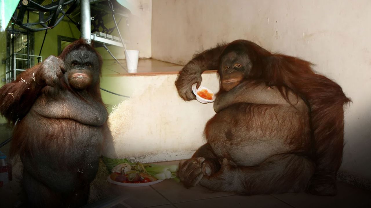 Senelerce evde tutuldu! Dünyanın en şişman orangutanı birçok sağlıksız alışkanlık geliştirdi